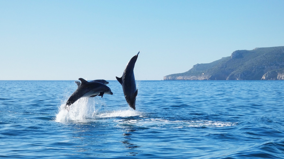 Dolphin Watching in Arrábida
