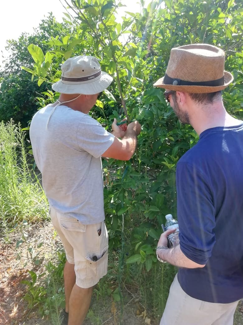 Visit the biggest lemon farm with local guides