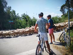 לרכב דרך כרמים ולטעום יין מקומי