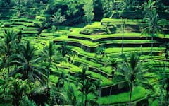 Explora una aldea oculta de Ubud