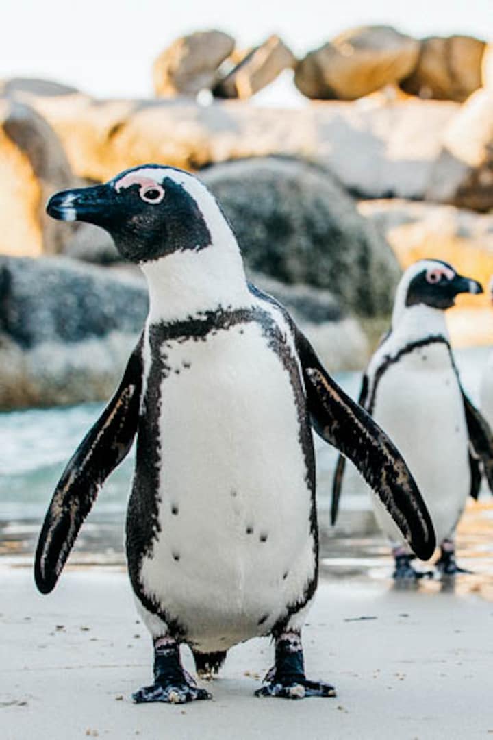 Paddle with the penguins at Boulders Beach · ☆4.91