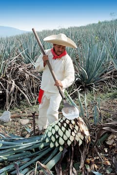 Ang Magic Route sa Tequila at grottoes sa Amatitán