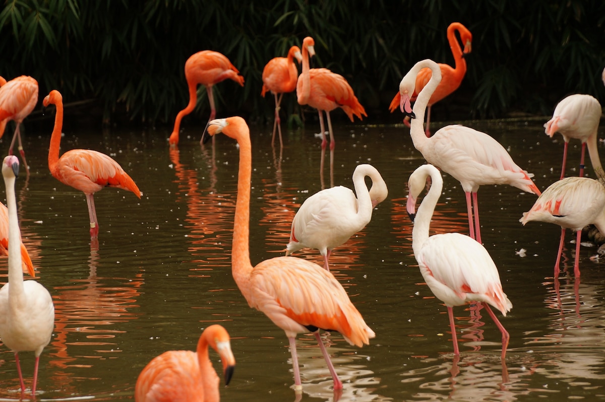 Observe os Big Five em um safári de vários dias