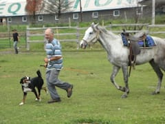 Dan konja, za ljubitelje konja