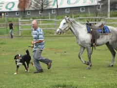 Dan konja, za ljubitelje konja
