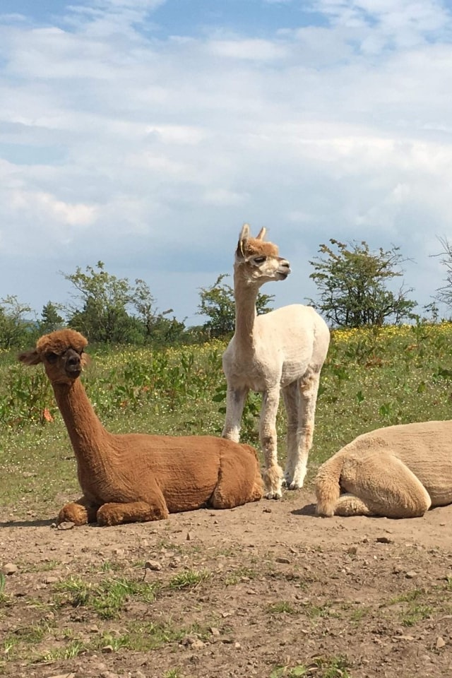 Trek with Alpacas through scenic Scotland