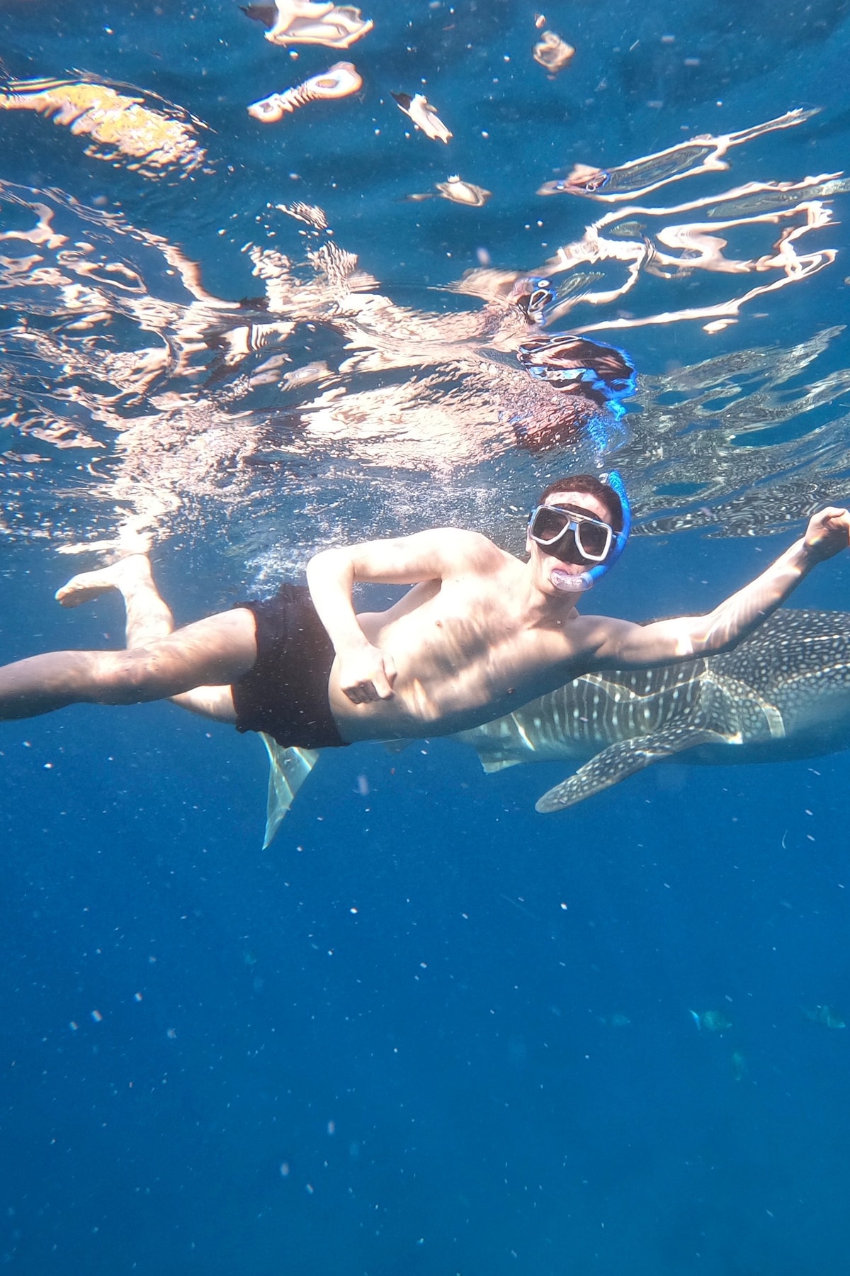 Swim with whale sharks and snorkel Sumilon island