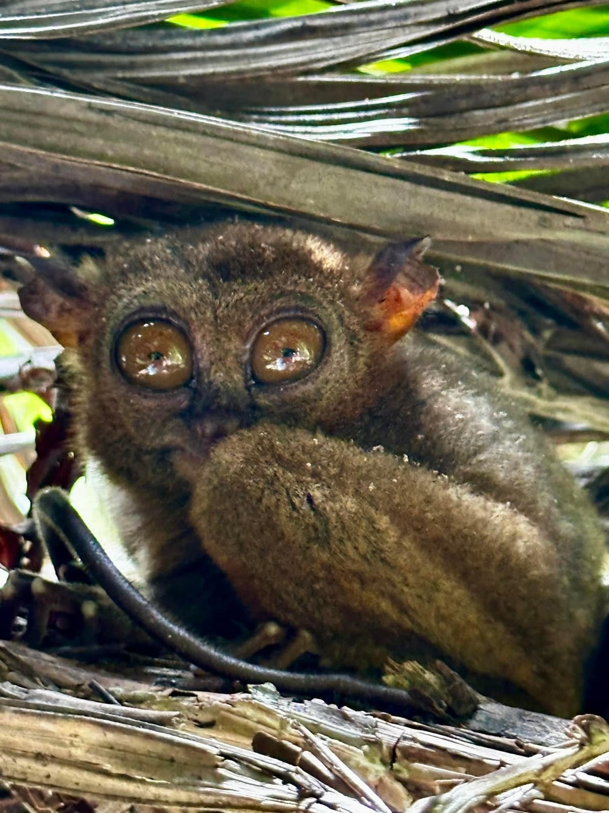 Discover Bohol’s natural and geological wonders