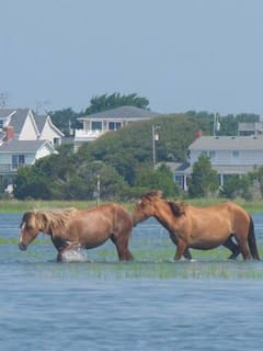Rachel Carson Reserve's Insider Guide