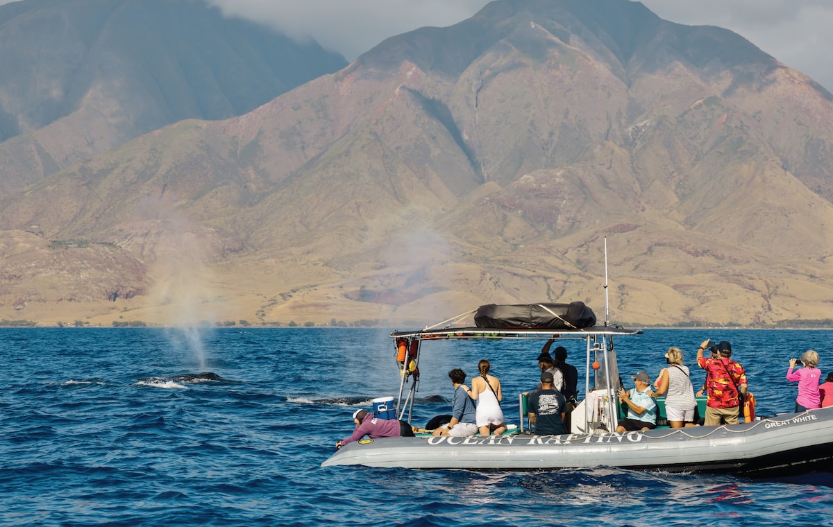 Maui Whale or Dolphin Watch on Eco-Raft