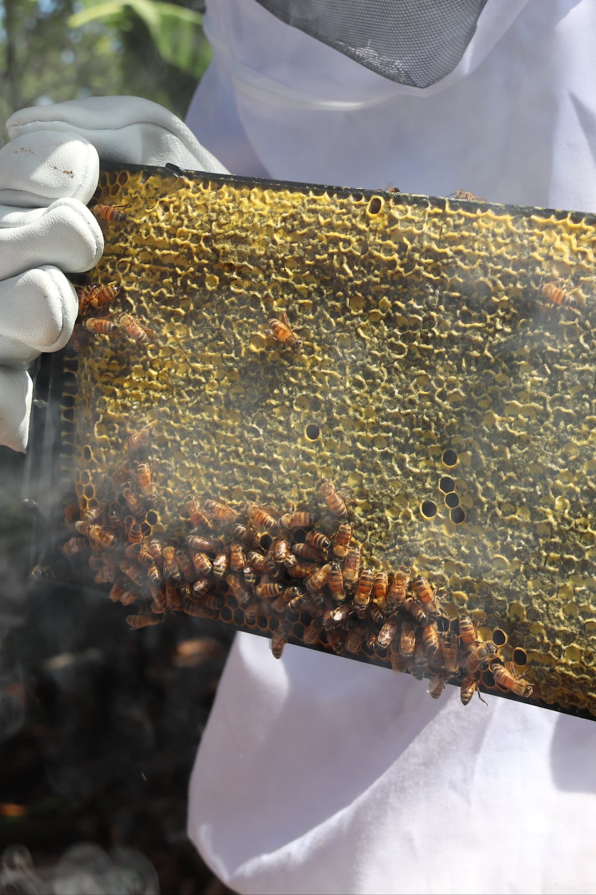 Bee a Keeper: Live the life of a honey bee