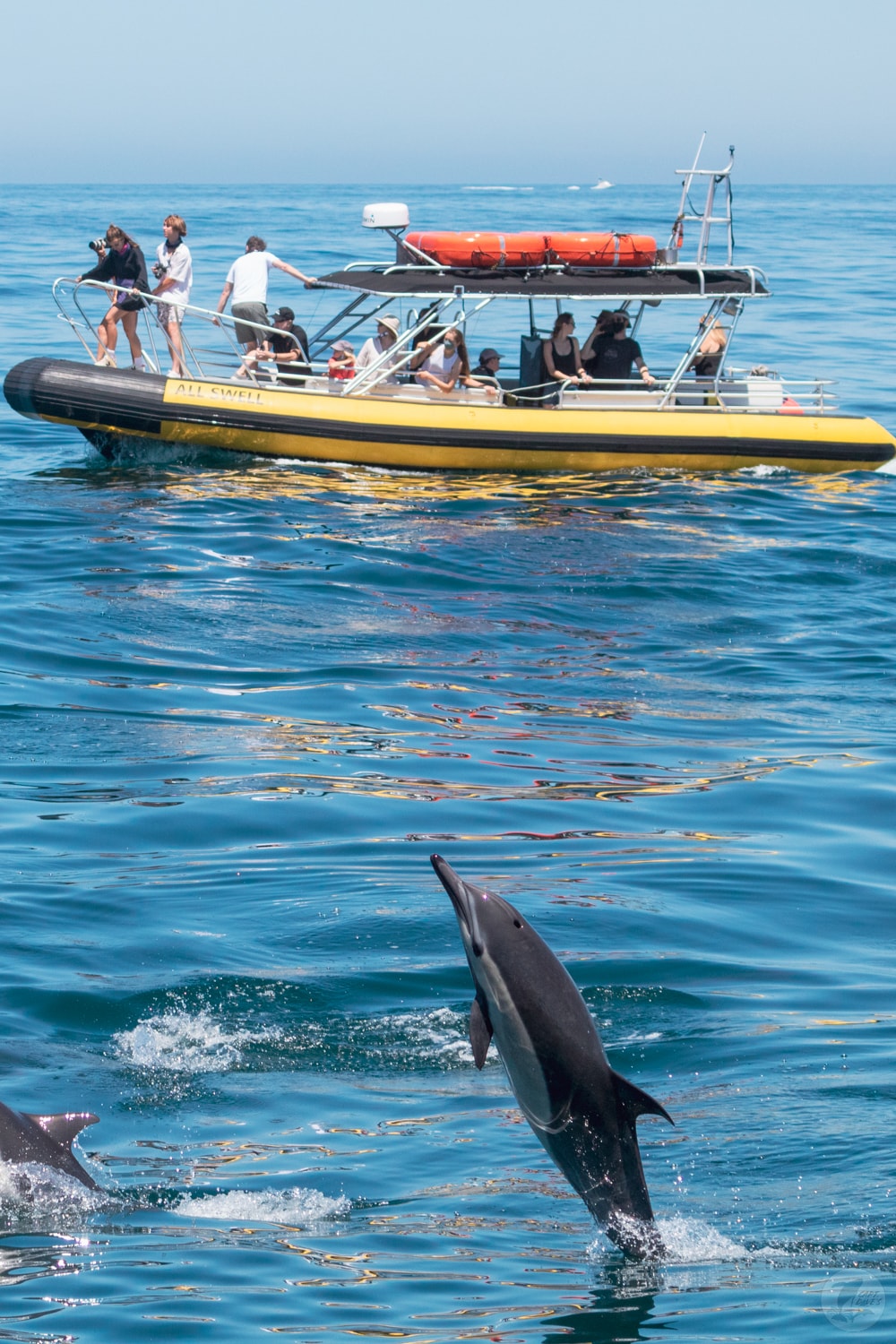 Whales & Dolphins Up Close with Local Experts