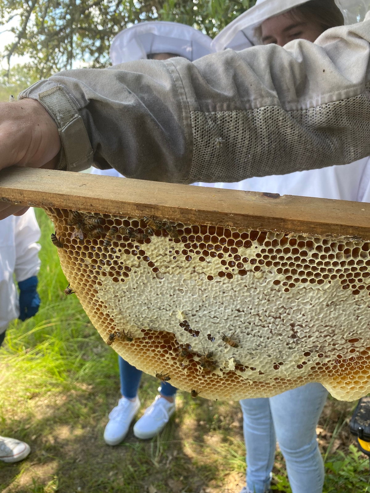 Step into the buzzing world of a real bee farm