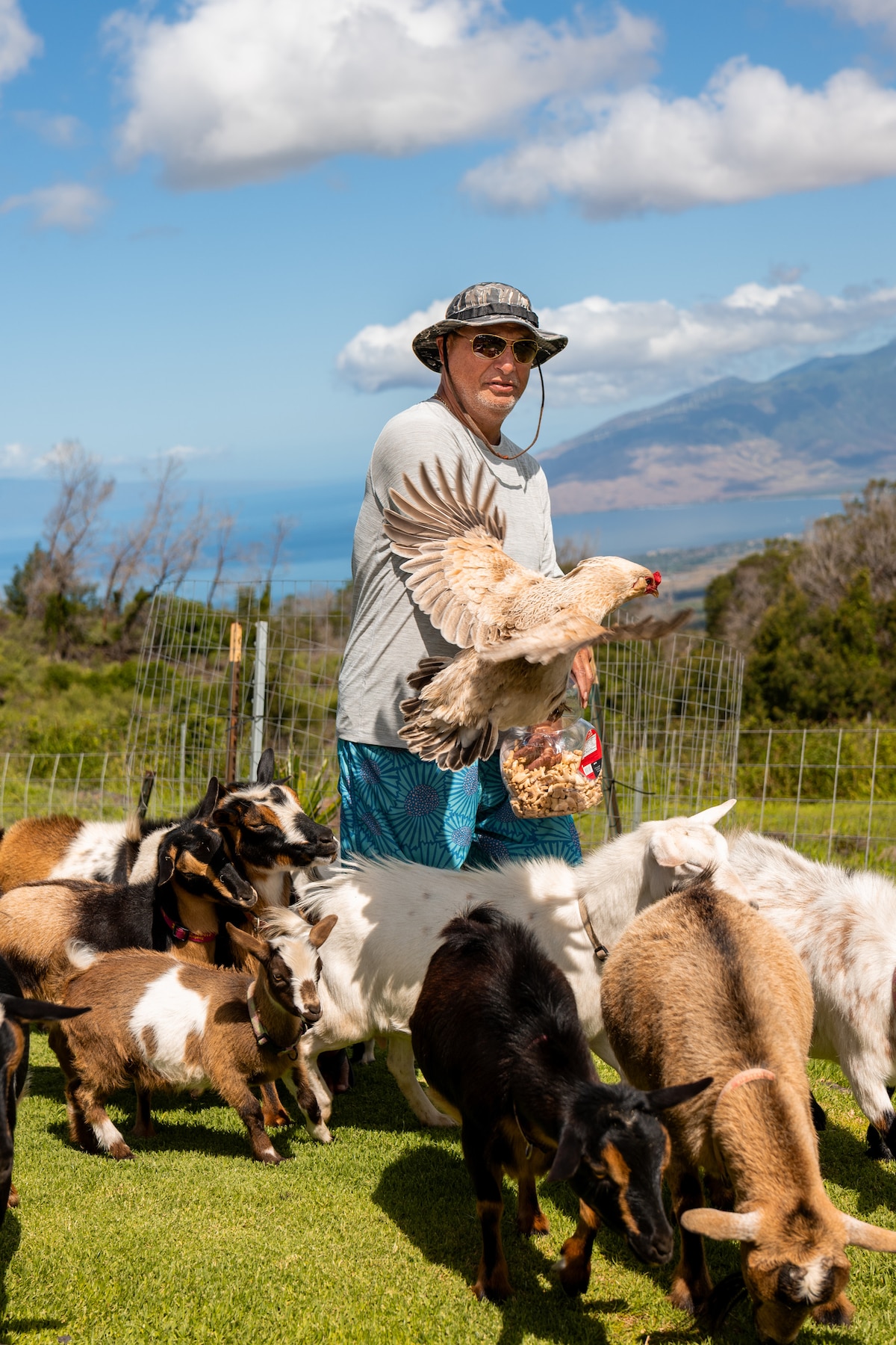 Balance your mind with goat yoga