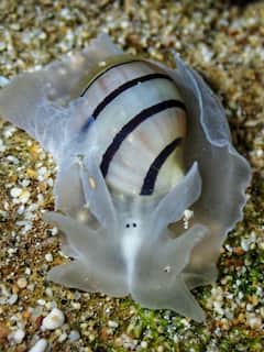 Discover Hawaii’s Nocturnal Marine Life at Night