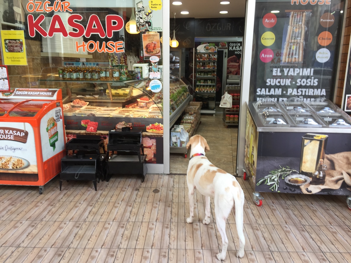 Meet the dogs and cats of Moda, Istanbul