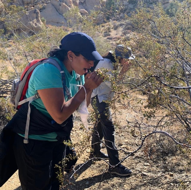 Sip cultivated native herbal tea hike