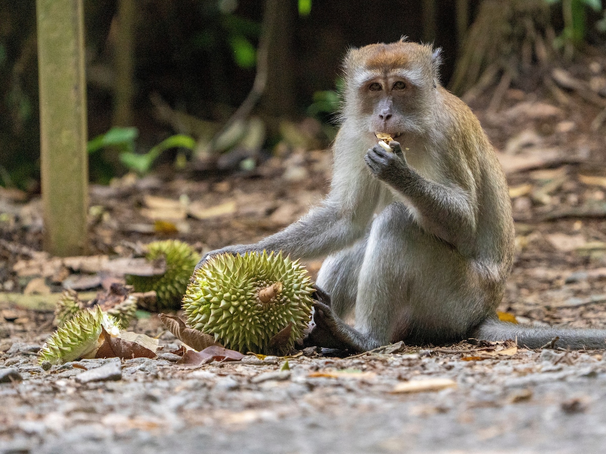 Uncover the last kampong village