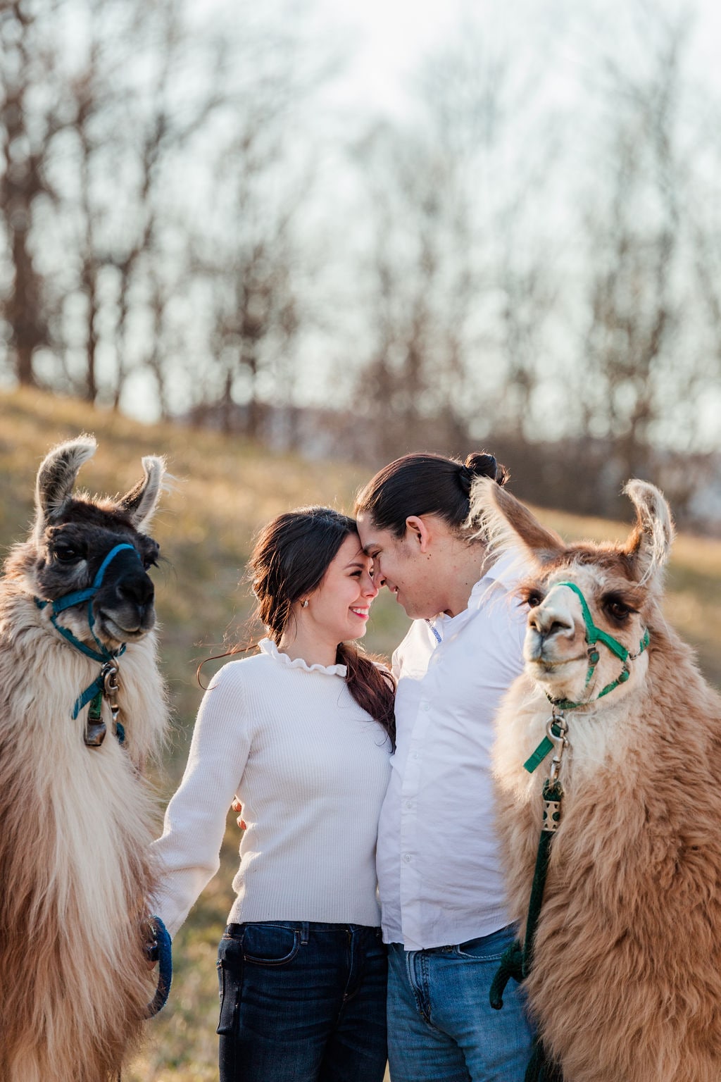 Llama hike through Blue Ridge Mountain Trails