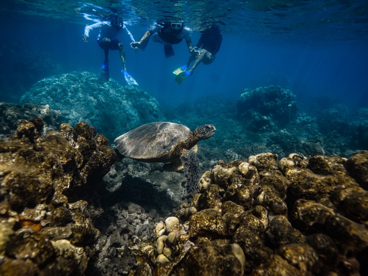 Turtle Town Snorkel With Photo And Video