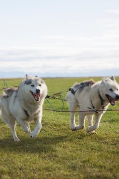Mush across Iceland on epic dogsledding adventure