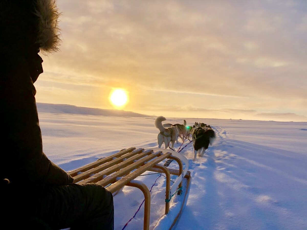 Mush across Iceland on epic dogsledding adventure