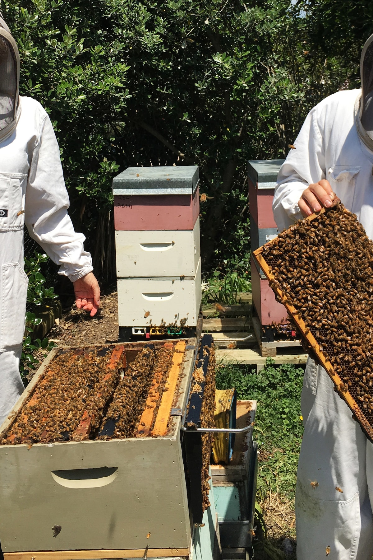 Explore the world of the honey bee on Waiheke