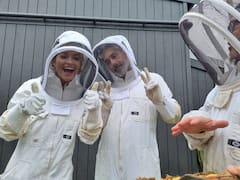 Descubre el mundo de las abejas melíferas en Waiheke