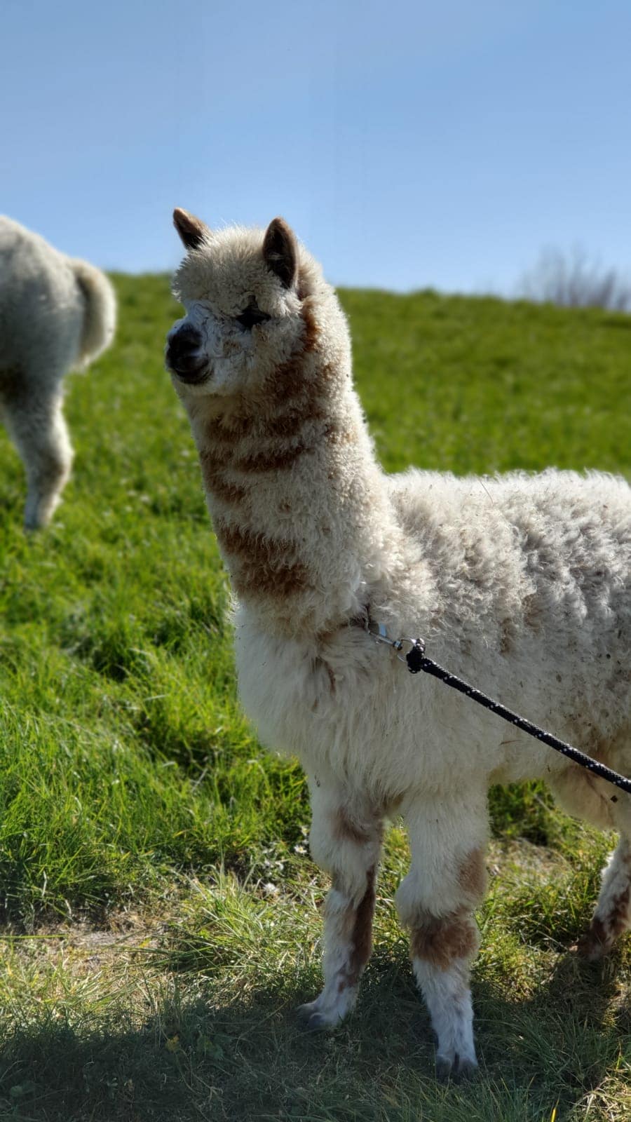 Enjoy the alpaca’s during a guided walk