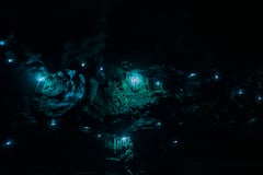 Spot glow-worms and wildlife in the Blue Mountains
