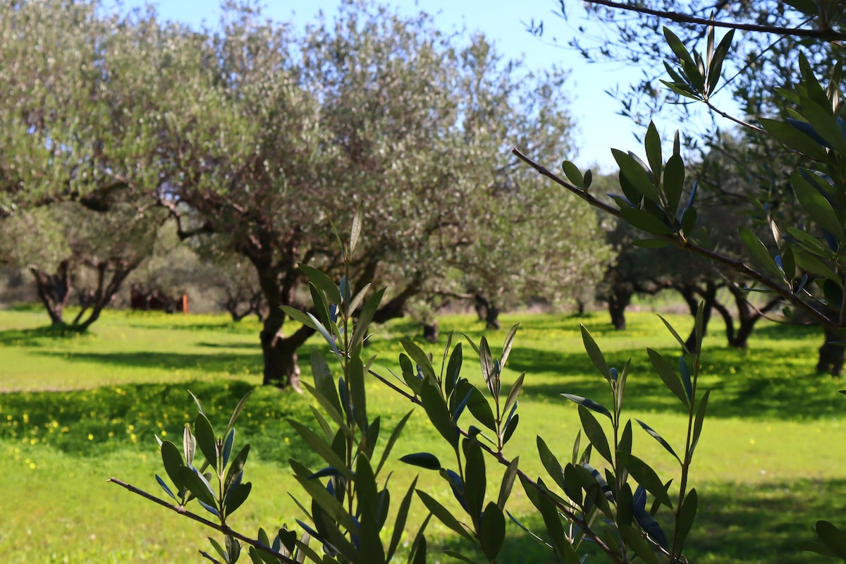 Erkunde eine Olivenfarm: Olivenöl und lokale Häppchen