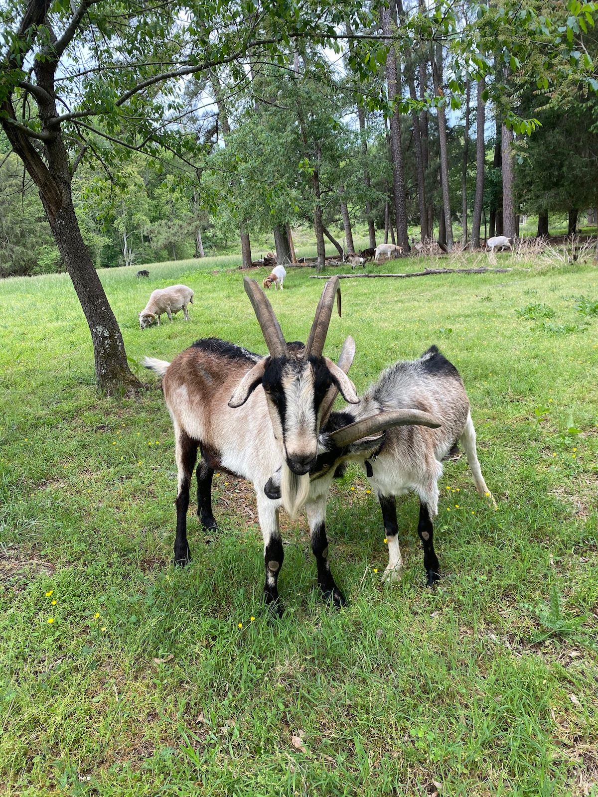 Walkabout with Junior