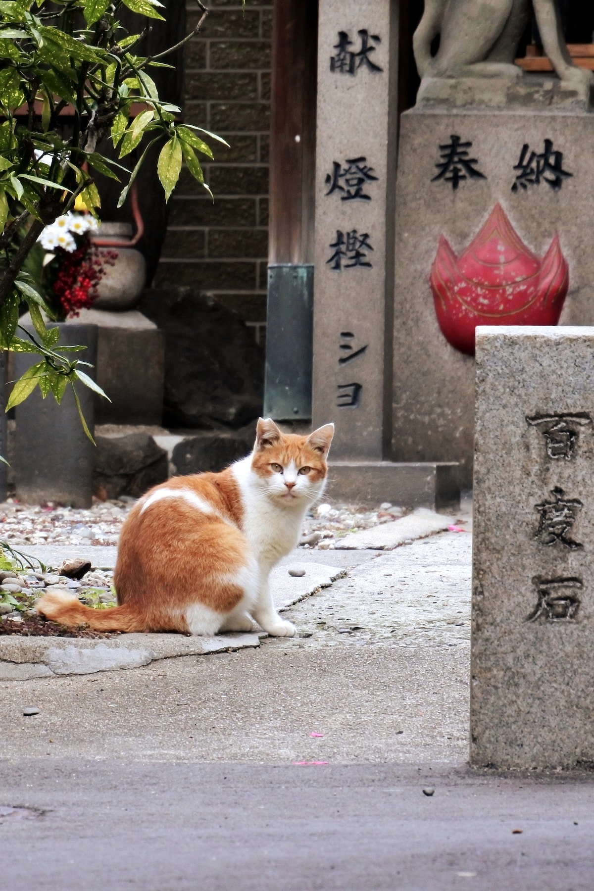 当地人带你在大阪拍猫照