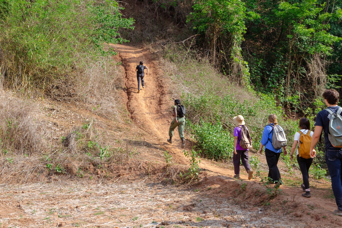 2 Days - Hike and observe elephants in the forest