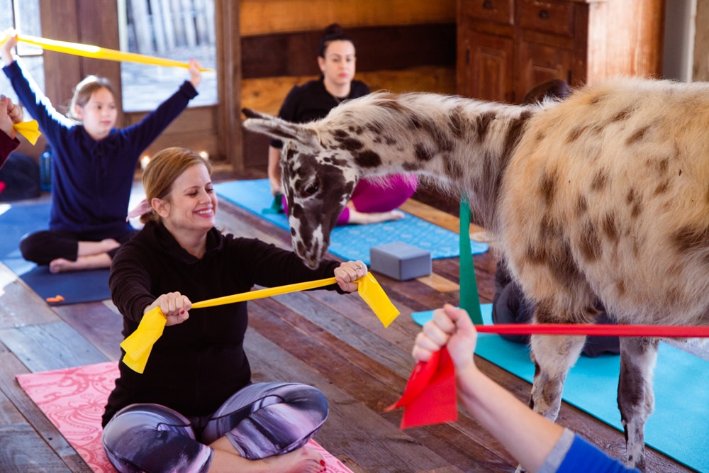 Join Llamaste Llama Alpaca Yoga