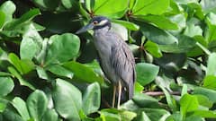Birdwatching at Casco Viejo