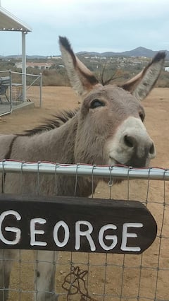 Paseo espiritual con un burro del desierto que antes era salvaje