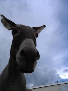 Paseo espiritual con un burro del desierto que antes era salvaje