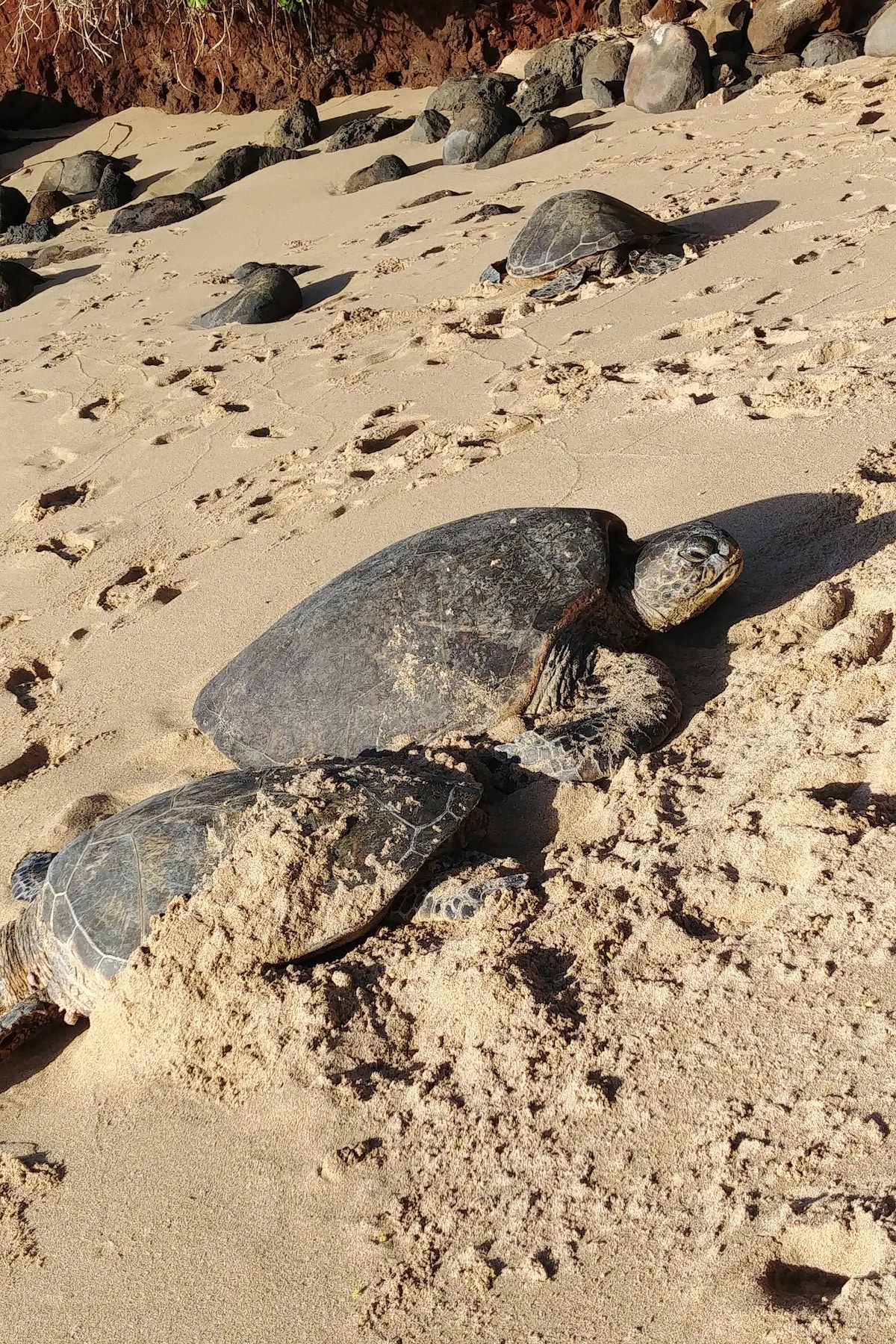 Turtles, Labyrinths & Peaks