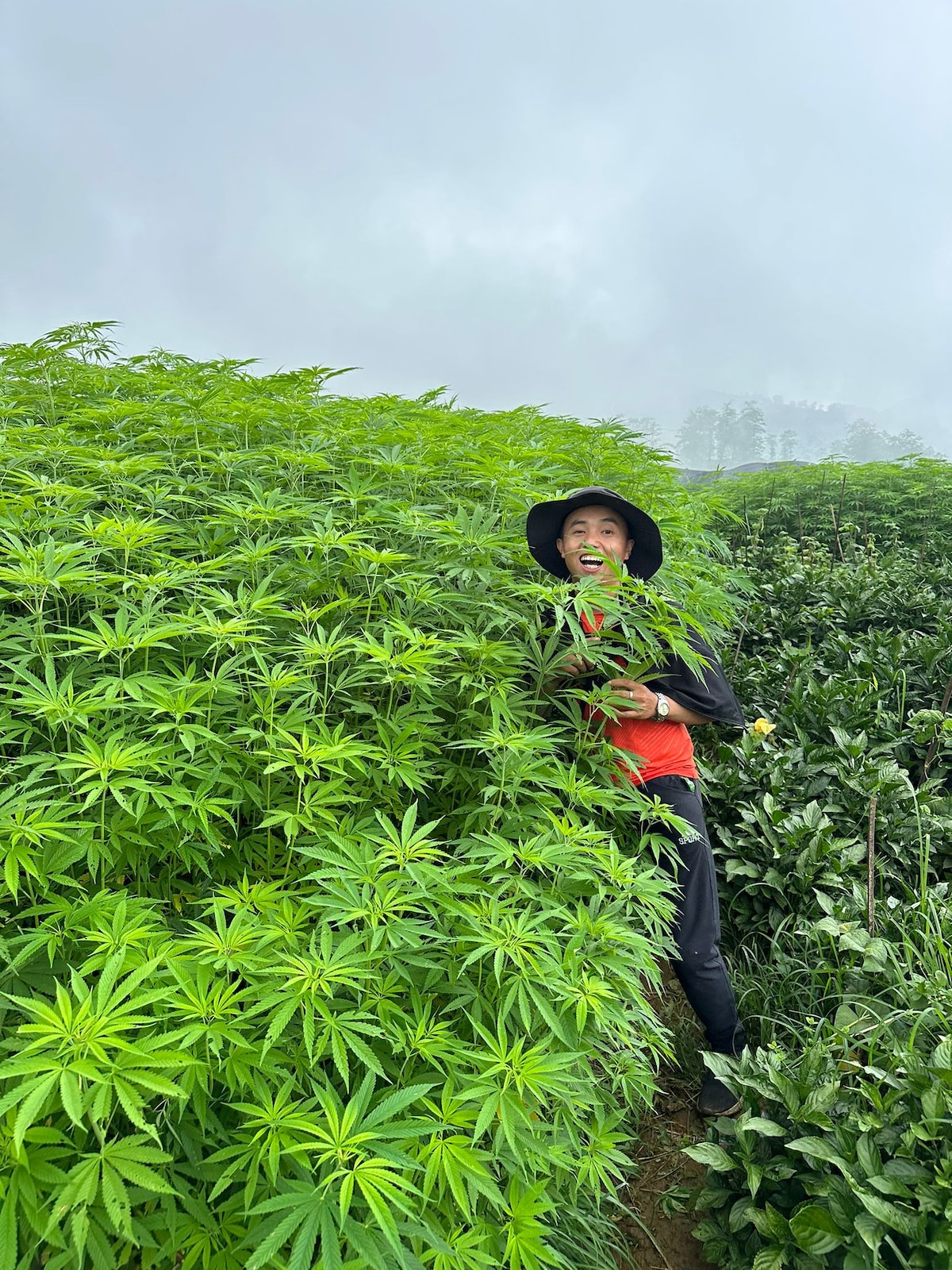 越南梯田稻田徒步