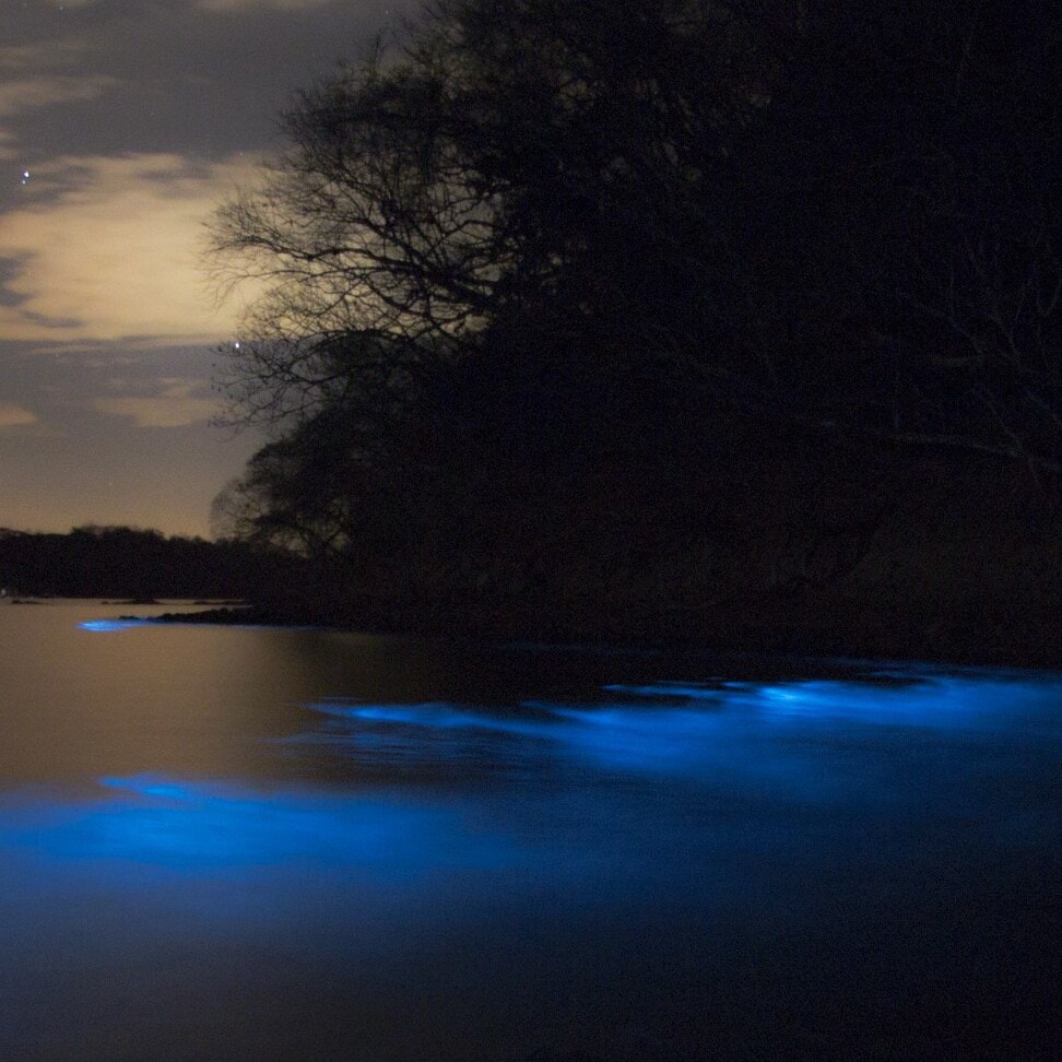 Kayak glowing waters with local hosts