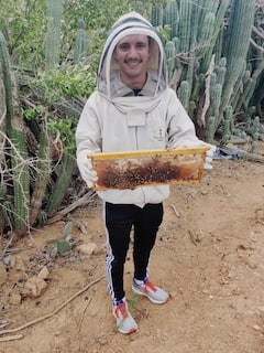 לגלות את דבורי המדבר של ארובה