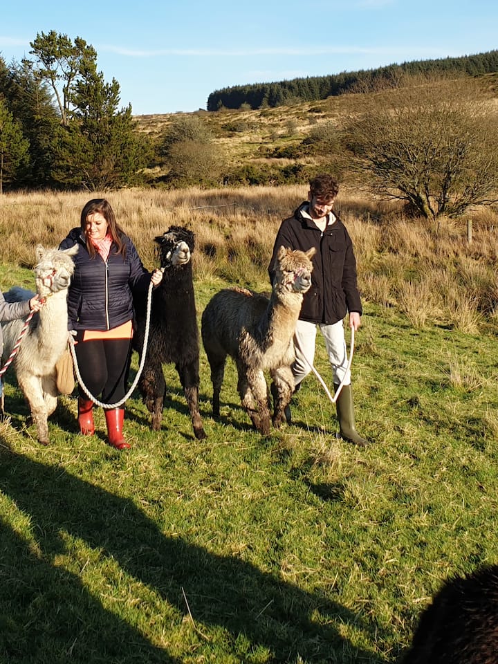 Разходете се с алпака из полетата на Корнуол