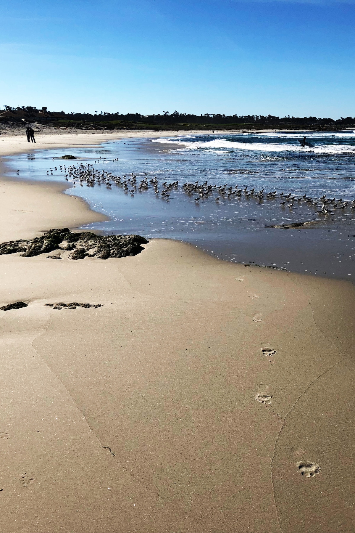 Guided eBike Tour of 17-Mile Drive