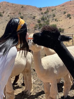 להכיר מקרוב את האלפקות החמודות ביותר