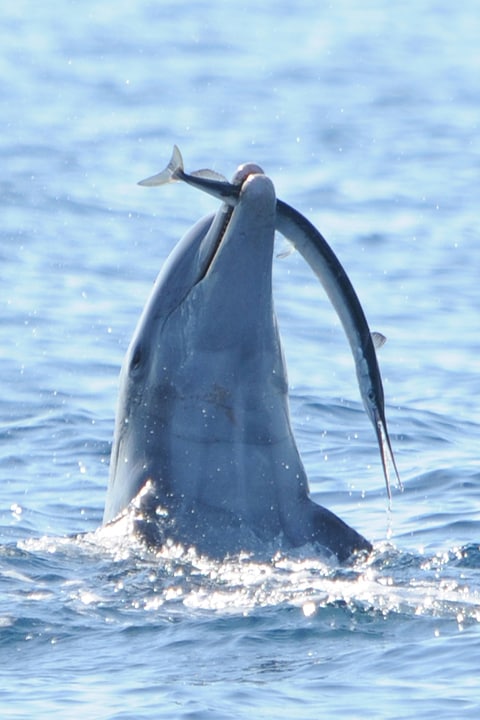 Explore wild dolphins on a three-hour expedition