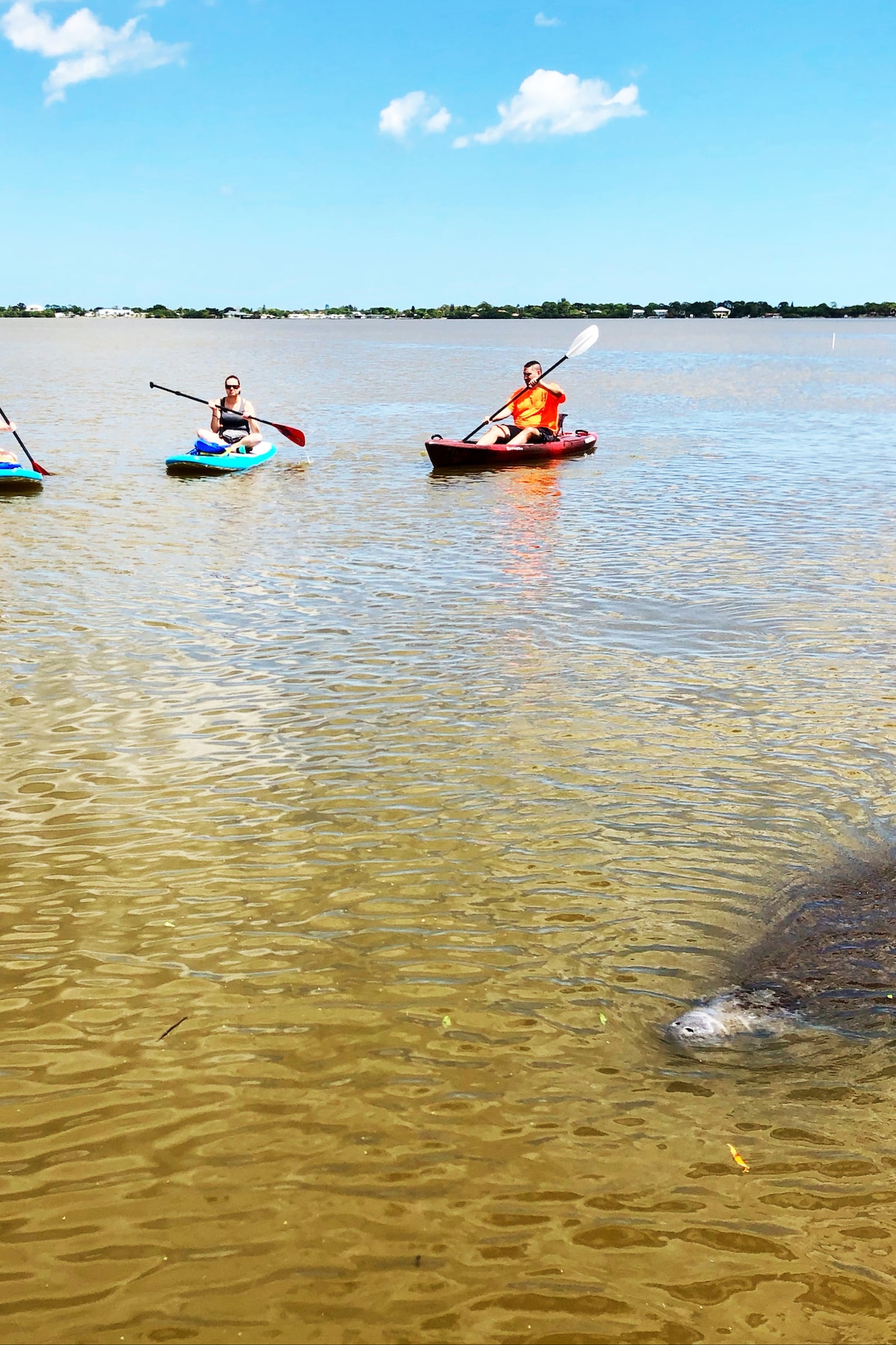 Observe wildlife by paddle