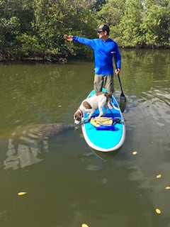 Observa la vida silvestre en kayak o tabla de paddle