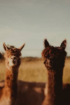 Meet alpacas and taste farm-fresh honey
