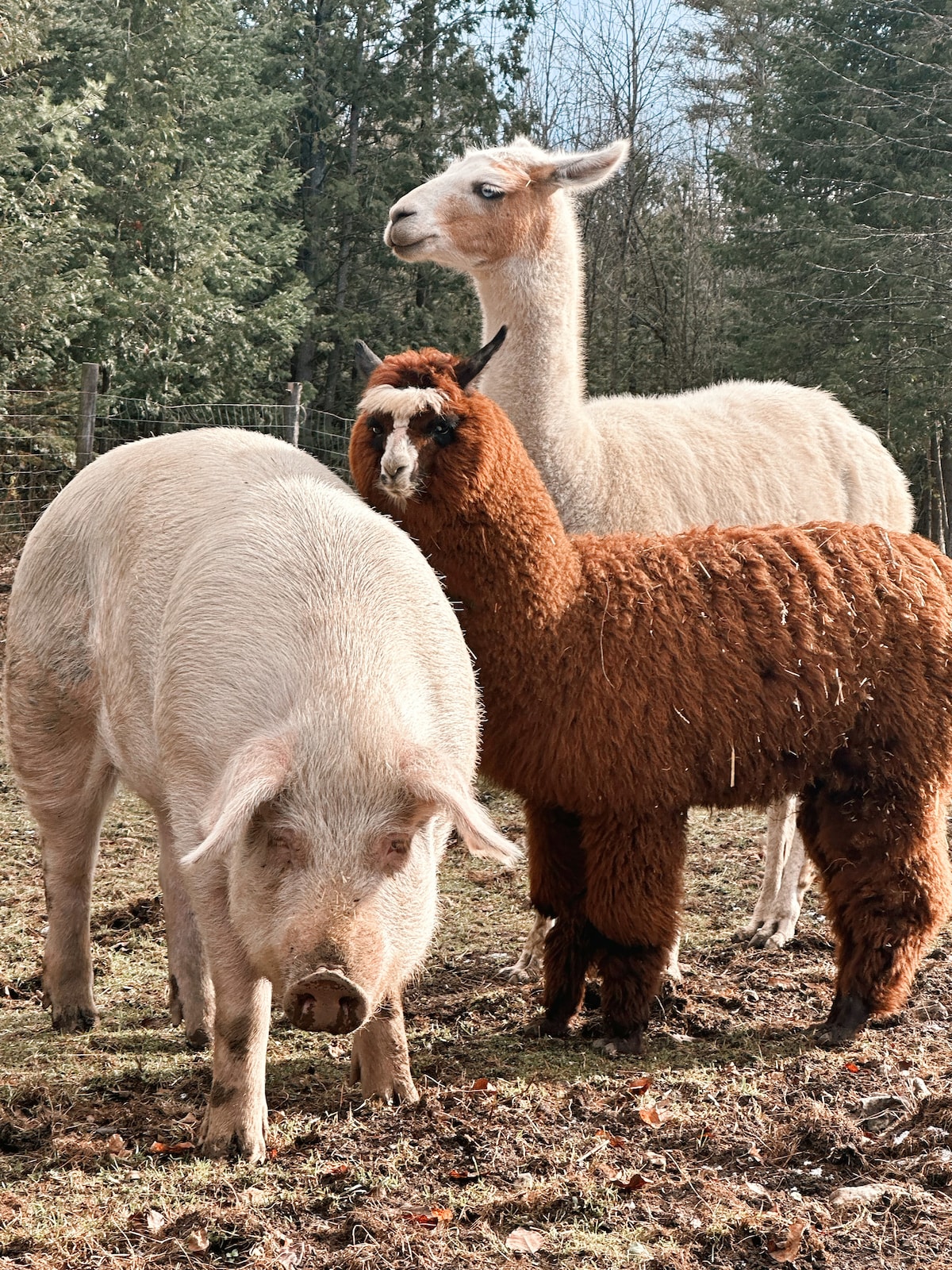 Connect with rescued pigs